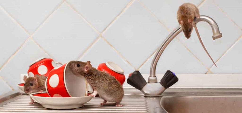 Mice on a kitchen counter