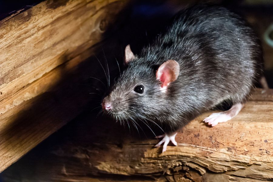 Image of a rat, a common pest found in the home
