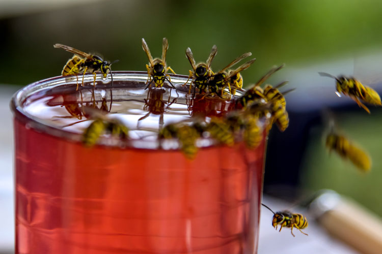 wasps drinking water