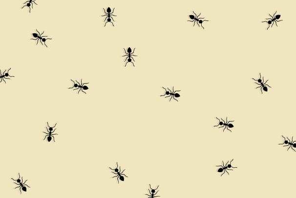 Illustrations of ants on a pale background